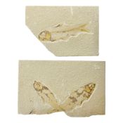 Three fossilised fish (Knightia alta) two in a single matrix