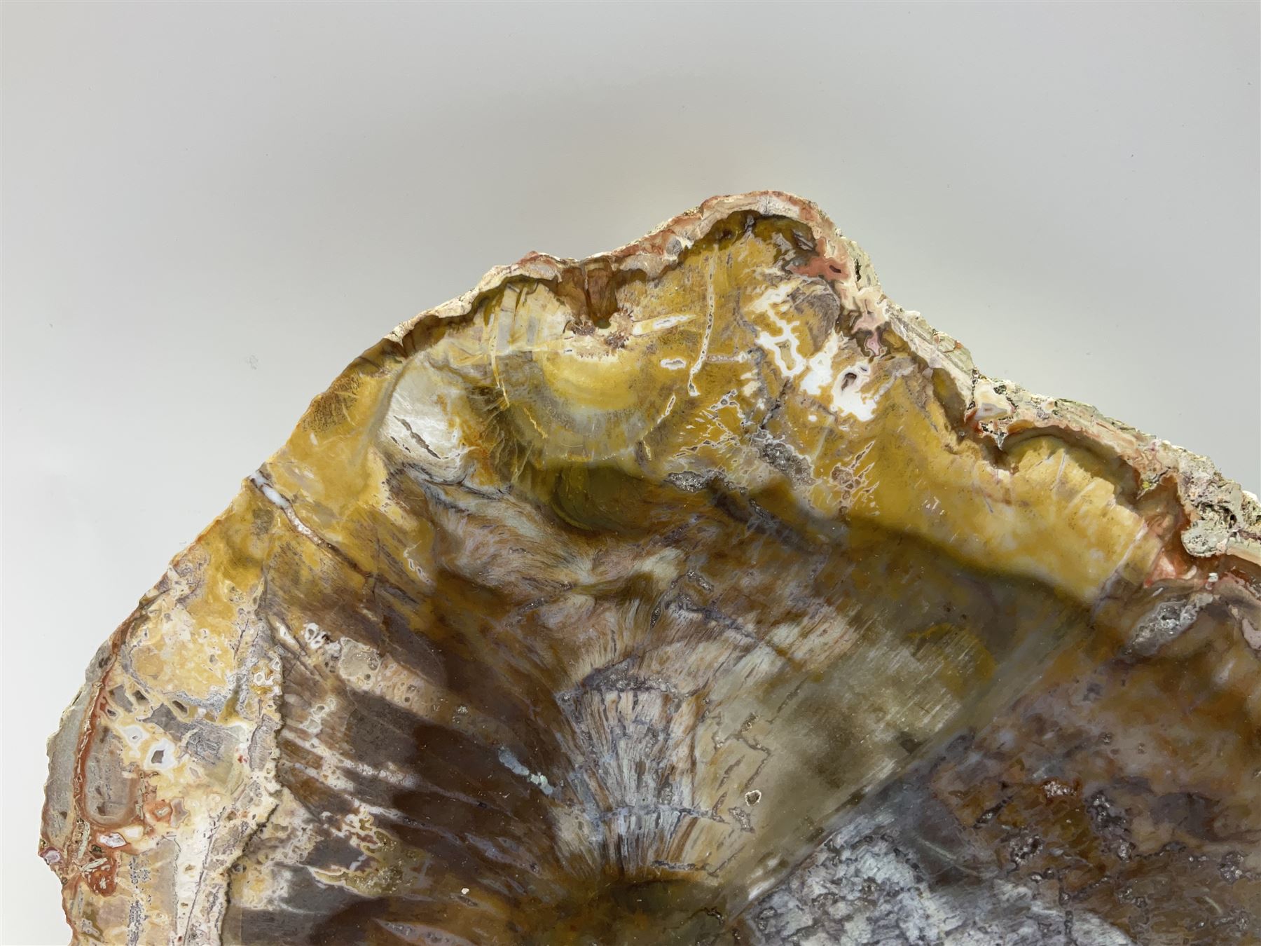 Polished petrified wood specimen - Image 2 of 15