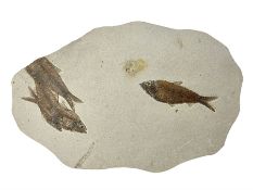 Four fossilised fish (Knightia alta) in a single matrix