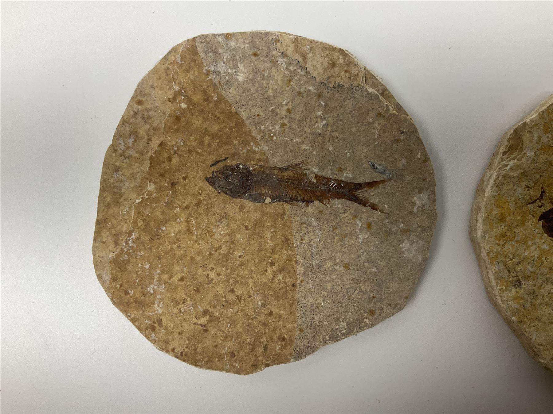 Three fossilised fish (Knightia alta) each in an individual matrix - Image 6 of 39