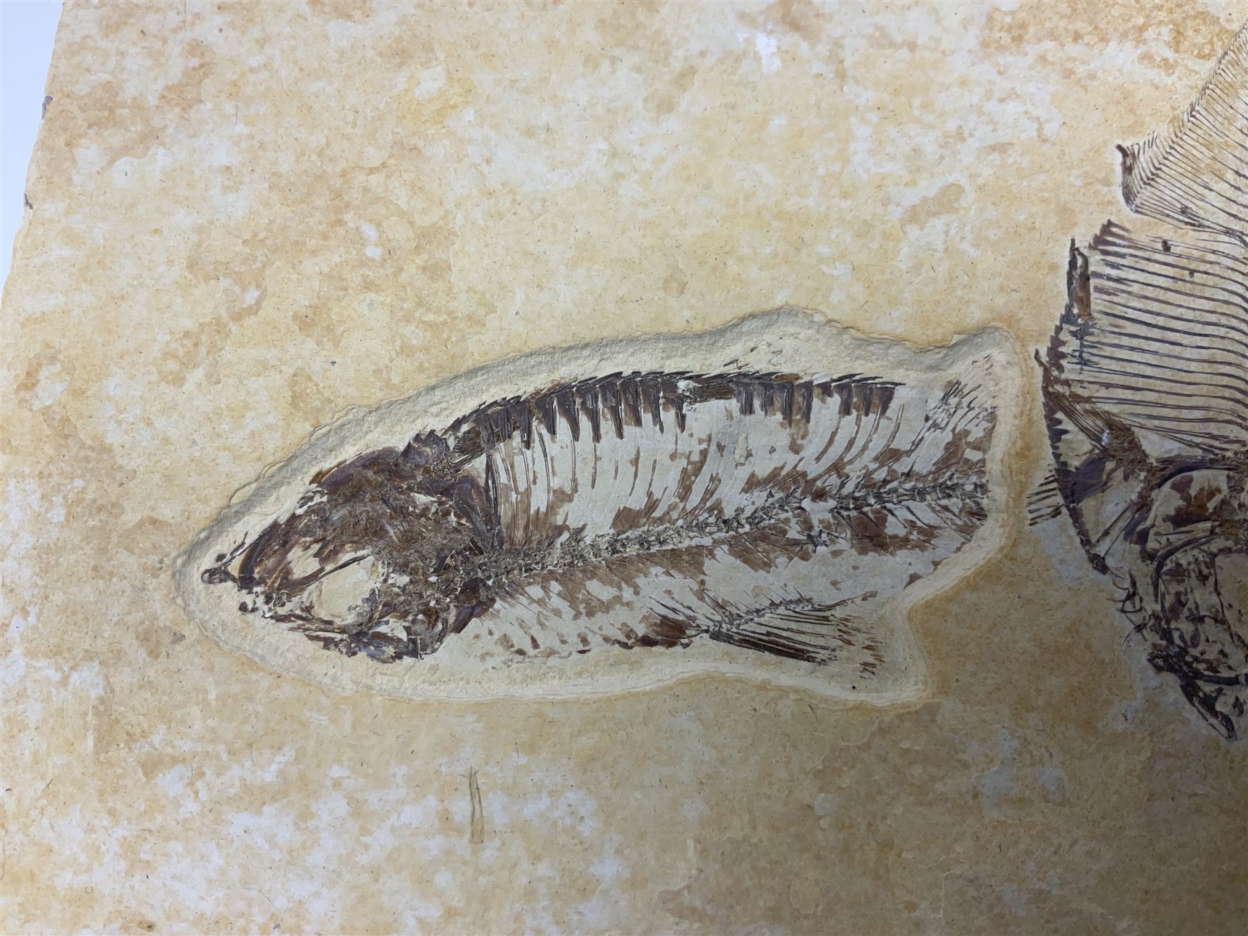 Two fossilised fish (Knightia alta) in a single matrix - Image 2 of 6