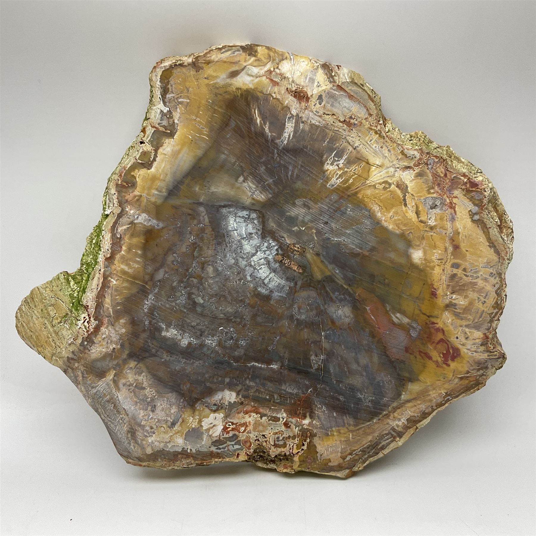 Polished petrified wood specimen - Image 11 of 15