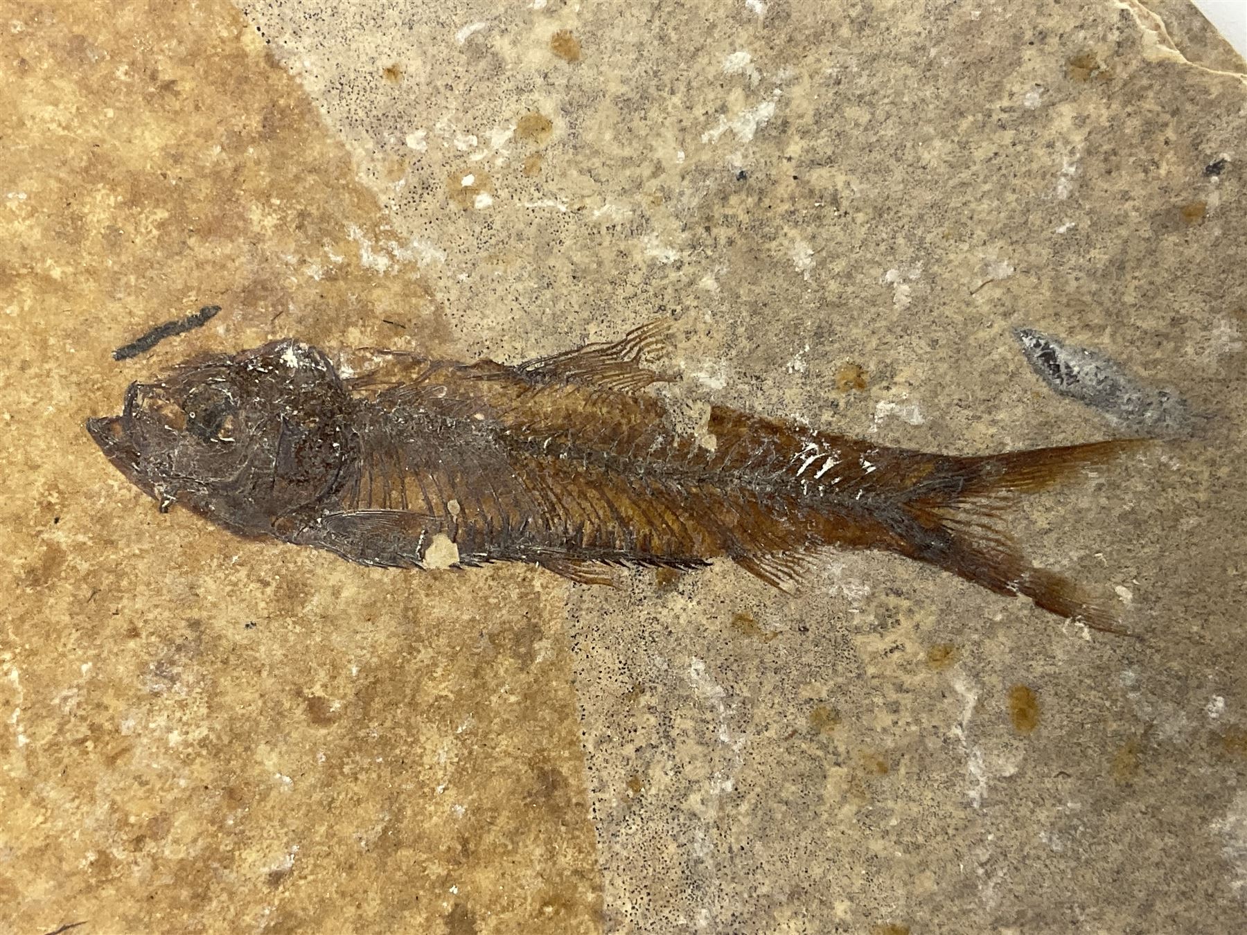 Three fossilised fish (Knightia alta) each in an individual matrix - Image 12 of 39