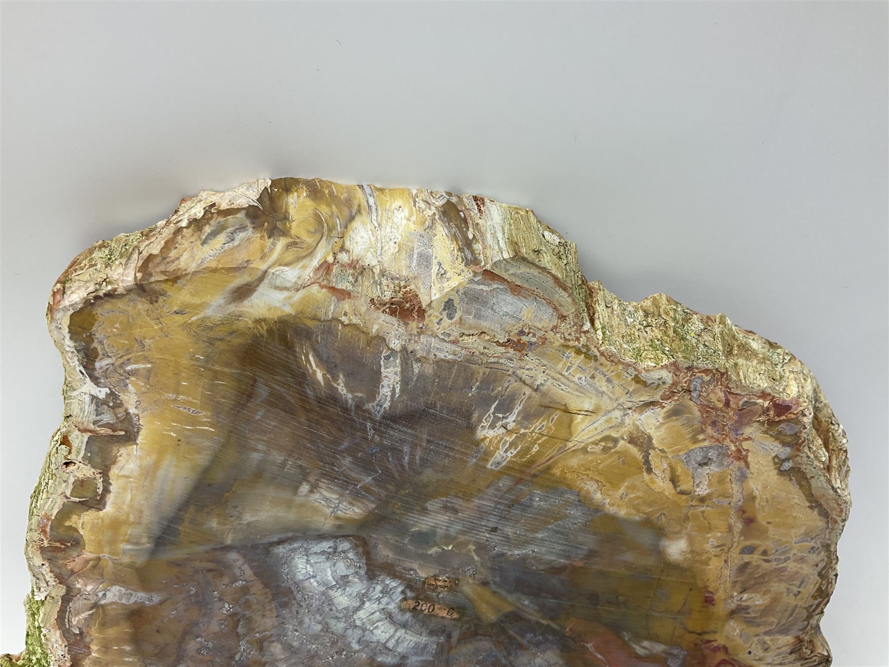 Polished petrified wood specimen - Image 12 of 15