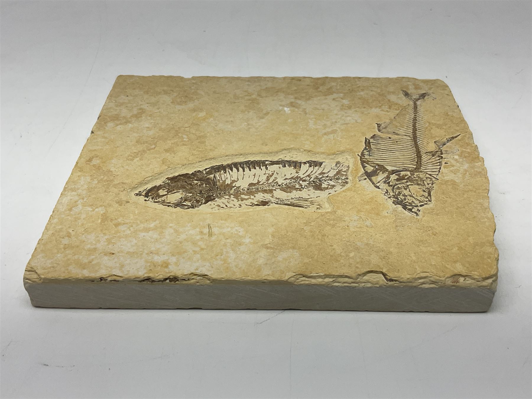 Two fossilised fish (Knightia alta) in a single matrix - Image 5 of 6