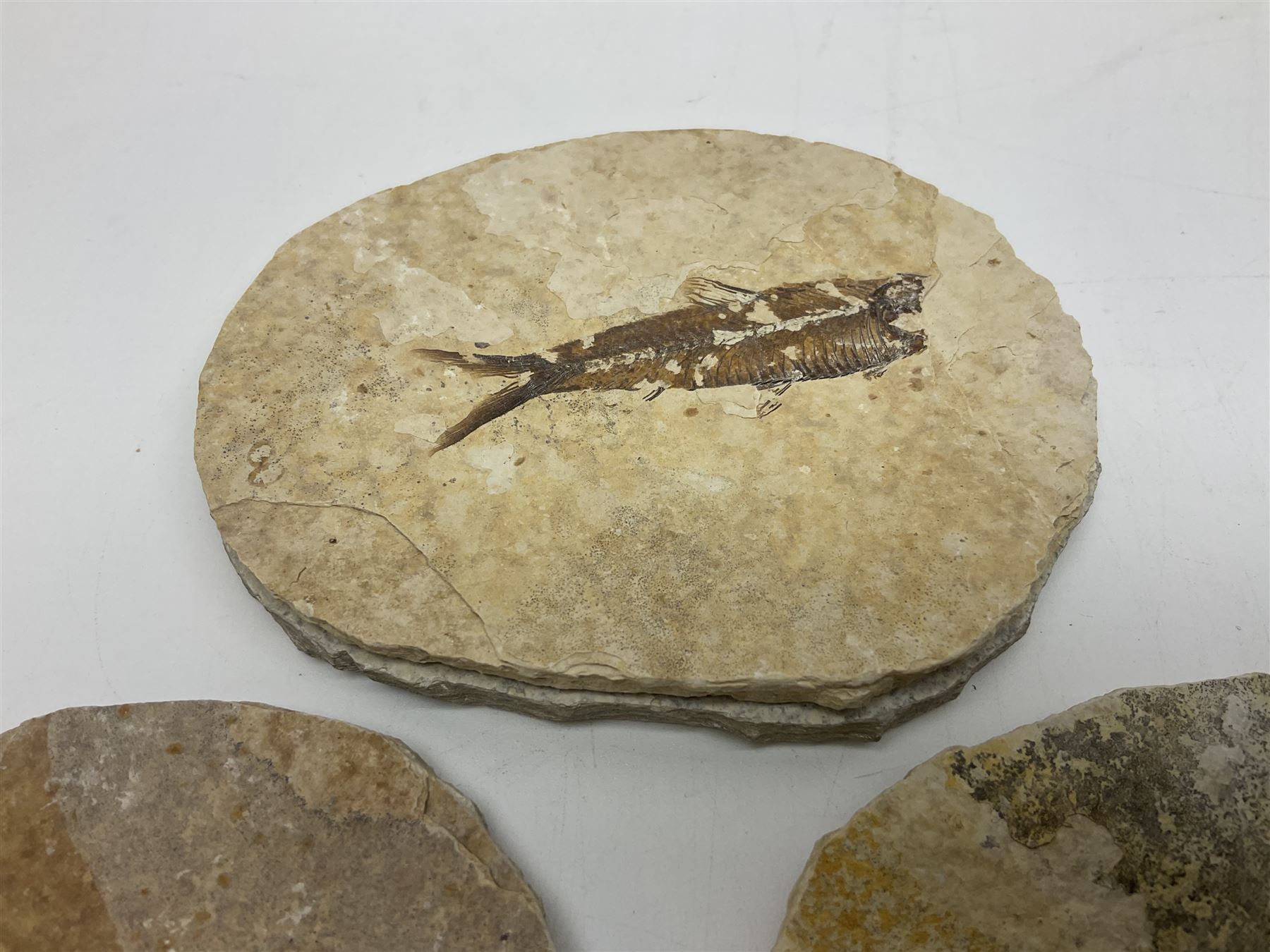 Three fossilised fish (Knightia alta) each in an individual matrix - Image 31 of 39