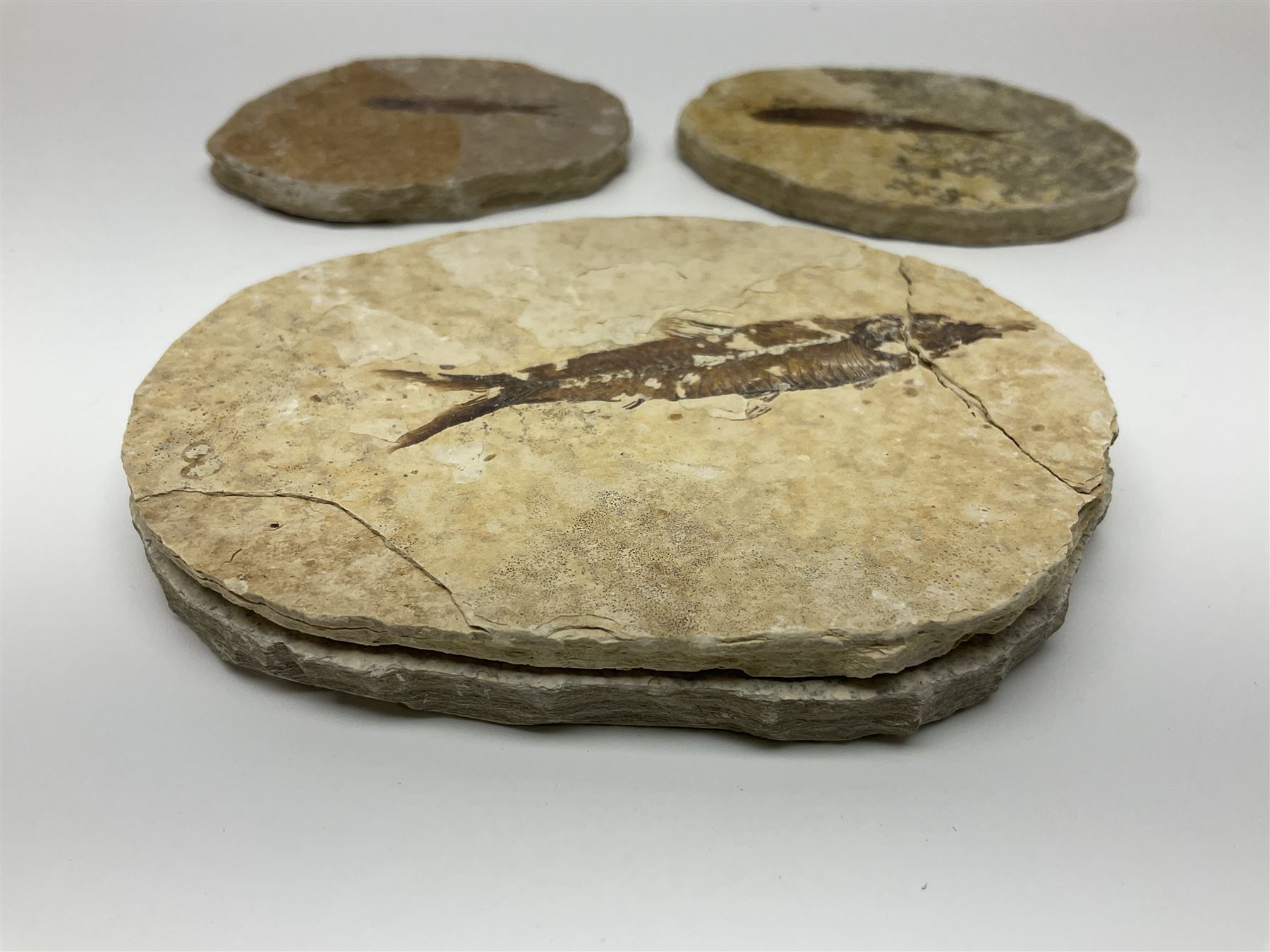 Three fossilised fish (Knightia alta) each in an individual matrix - Image 5 of 39