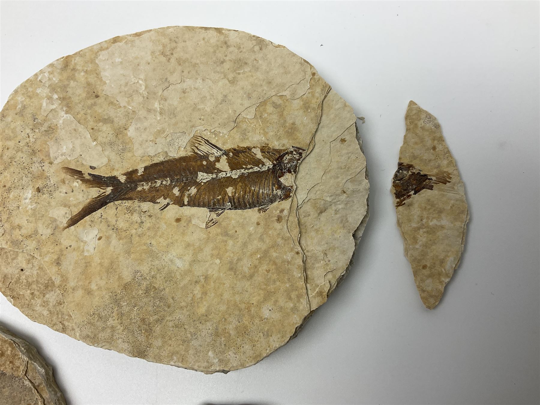 Three fossilised fish (Knightia alta) each in an individual matrix - Image 4 of 39