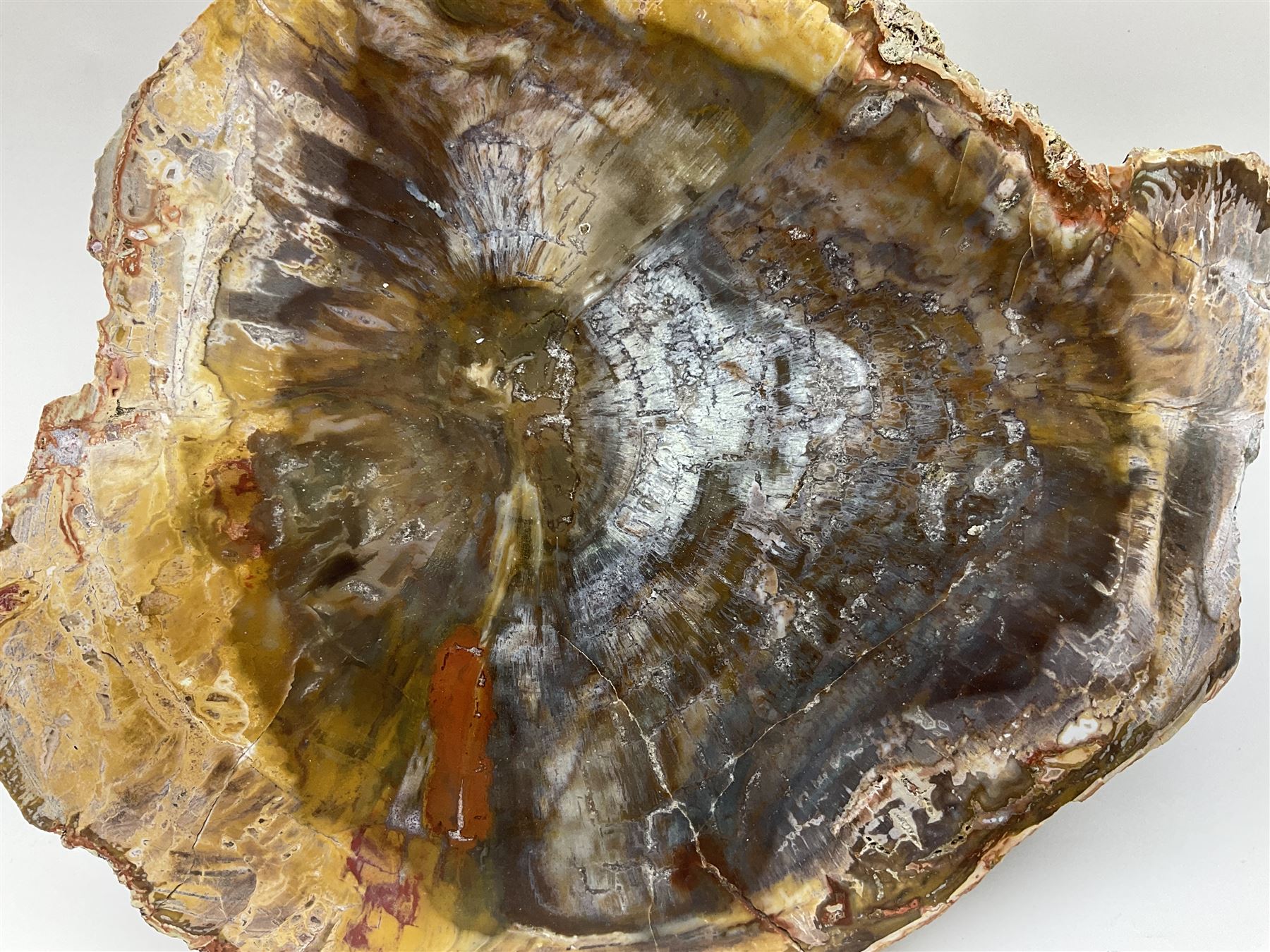 Polished petrified wood specimen - Image 5 of 15