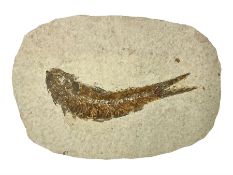 Fossilised fish (Knightia alta) in an oval matrix; age; Eocene period