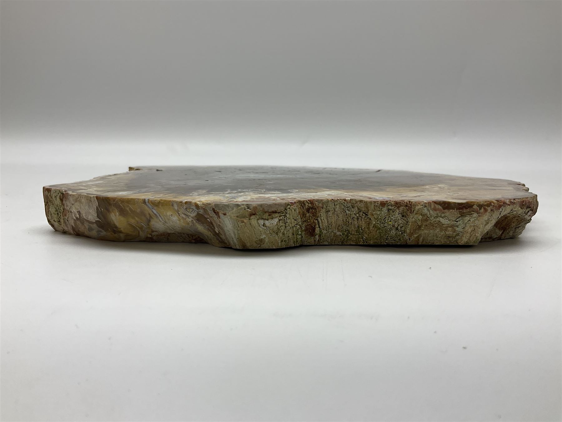 Polished petrified wood specimen - Image 10 of 15