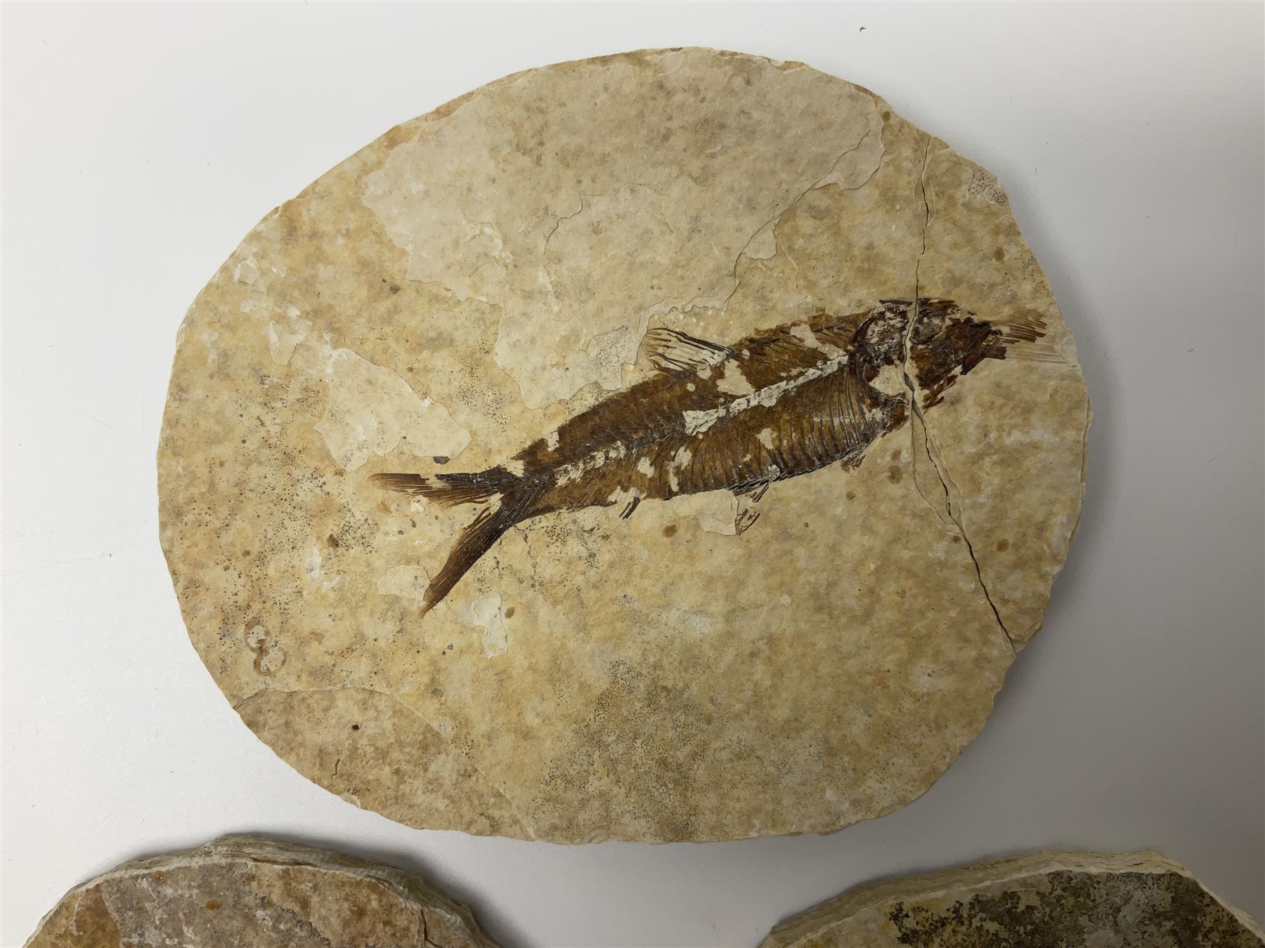 Three fossilised fish (Knightia alta) each in an individual matrix - Image 2 of 39