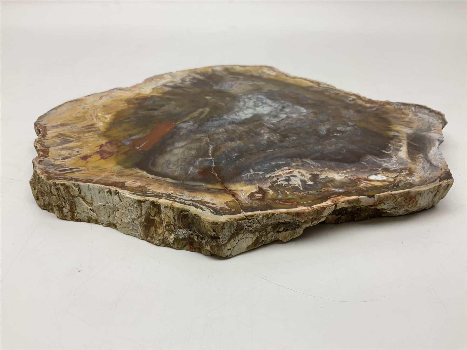 Polished petrified wood specimen - Image 8 of 15