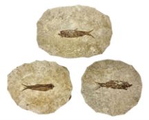 Three fossilised fish (Knightia alta) each in an individual matrix
