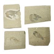 Four fossilised shrimp (Aeger tipularius) each in an individual matrix