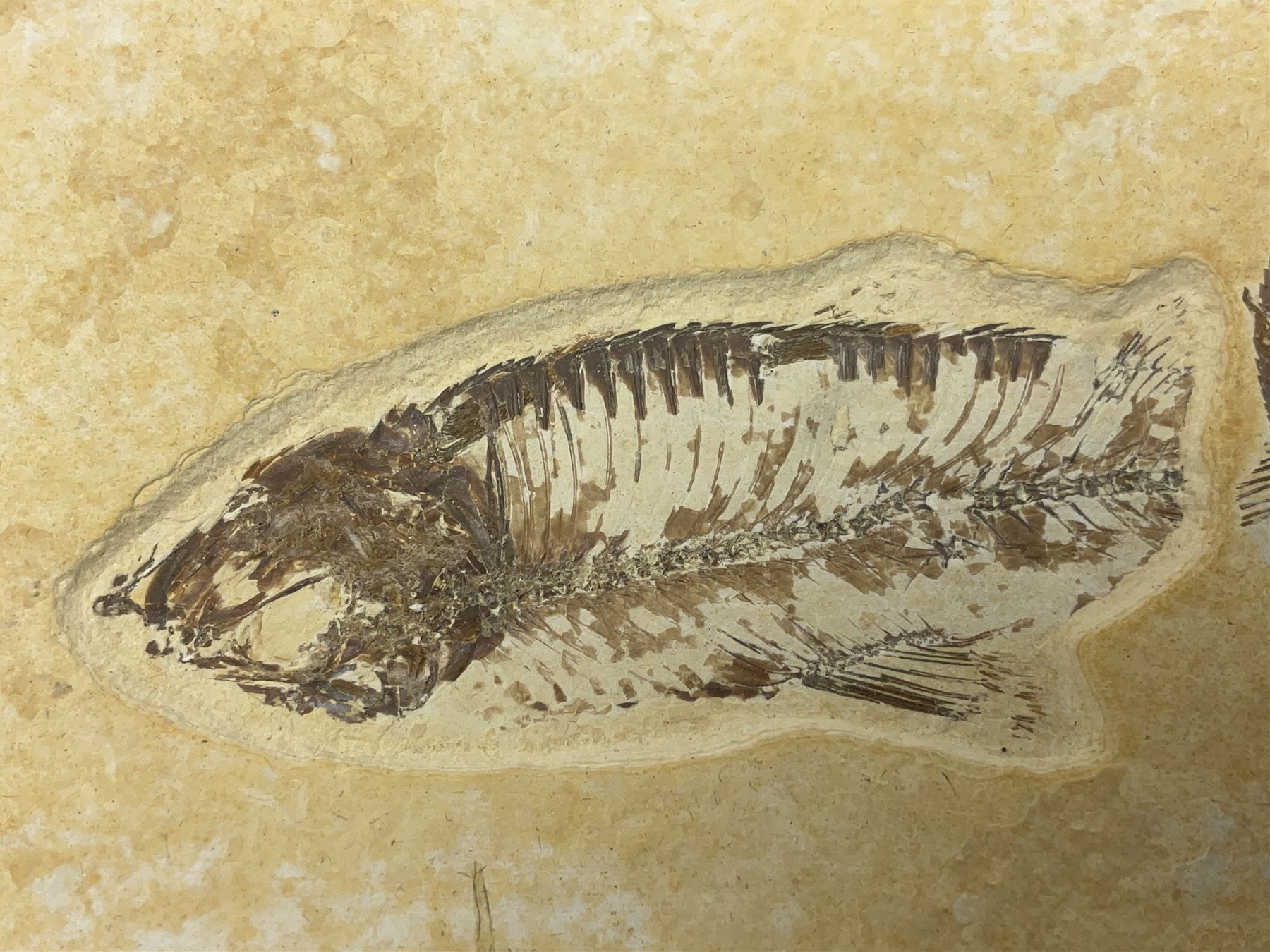 Two fossilised fish (Knightia alta) in a single matrix - Image 3 of 6