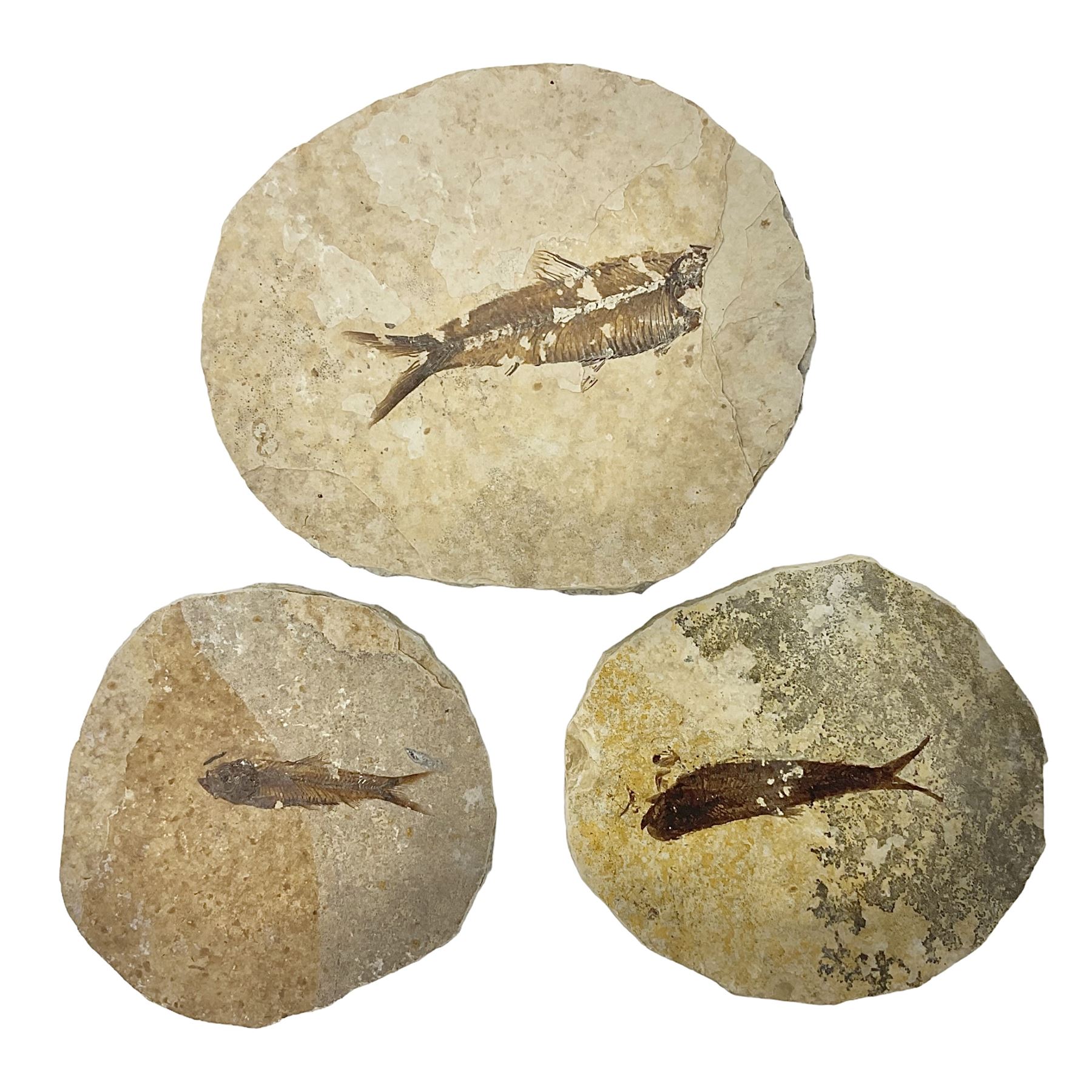 Three fossilised fish (Knightia alta) each in an individual matrix - Image 32 of 39