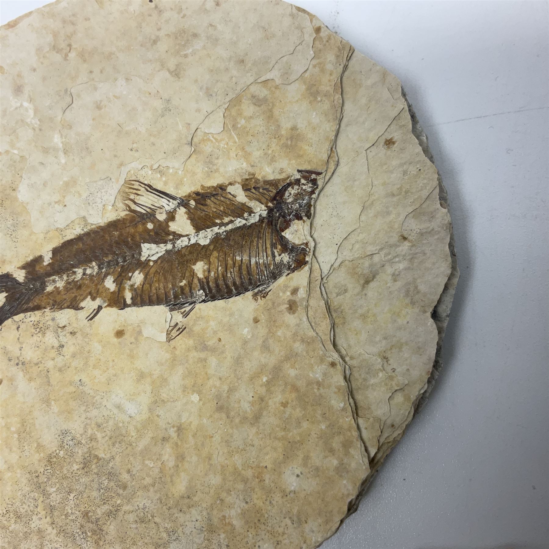Three fossilised fish (Knightia alta) each in an individual matrix - Image 30 of 39