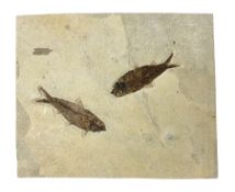 Two fossilised fish (Knightia alta) in a single matrix