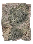 Crinoid sea bed plaque