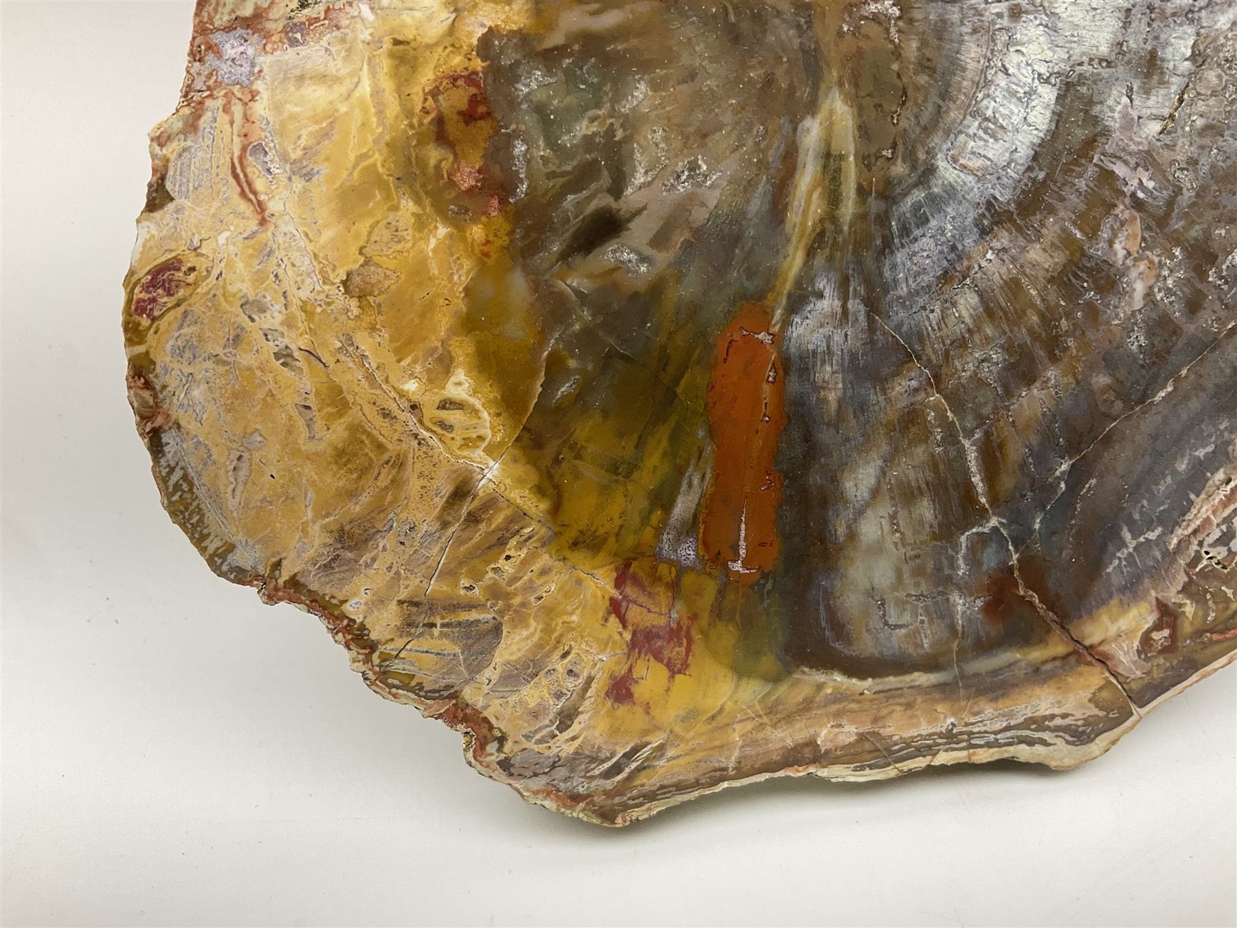 Polished petrified wood specimen - Image 6 of 15