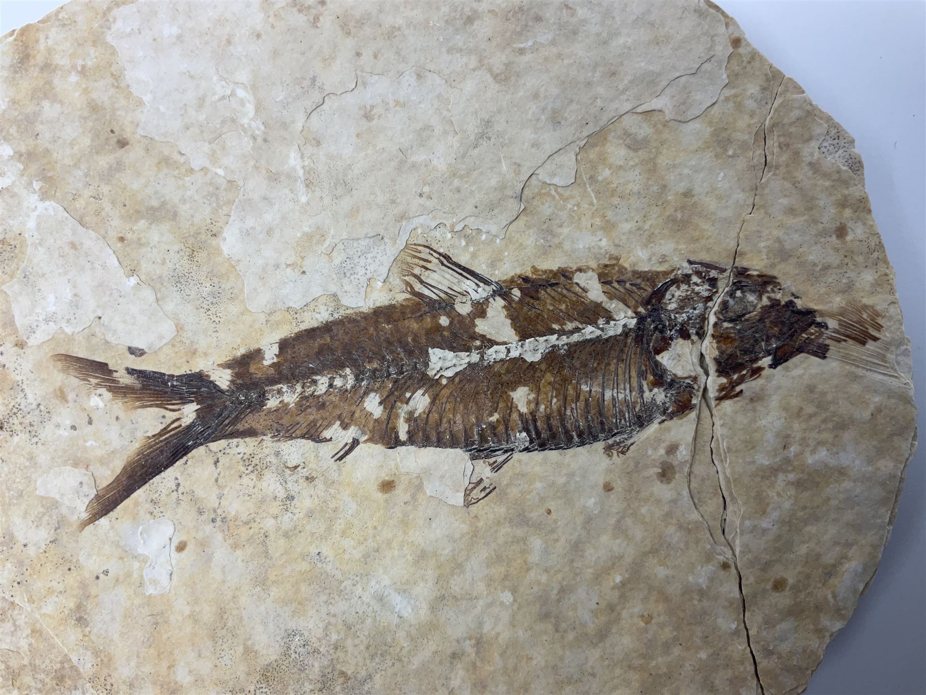 Three fossilised fish (Knightia alta) each in an individual matrix - Image 3 of 39