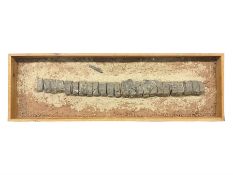 Ichthyosaur vertebrae; twenty five sections of vertebrae