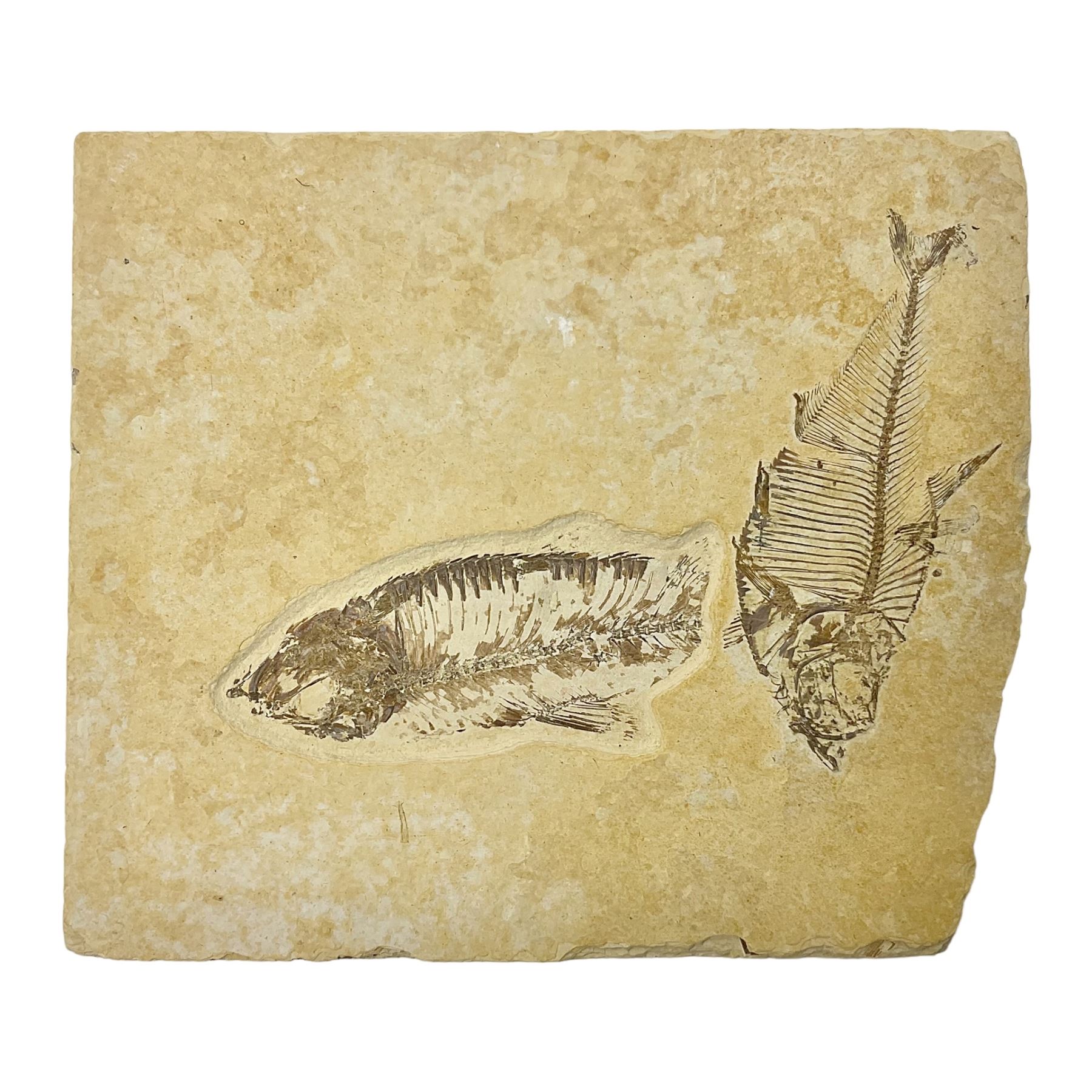 Two fossilised fish (Knightia alta) in a single matrix