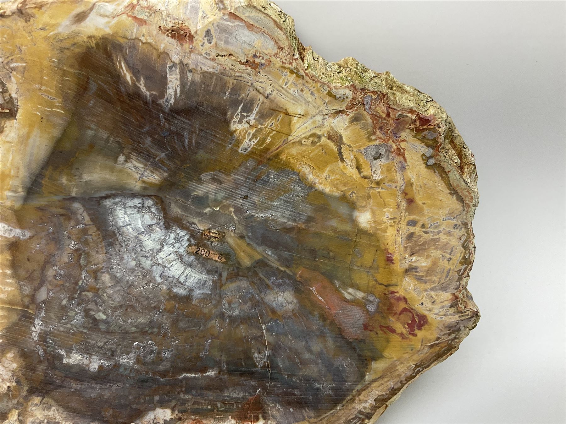 Polished petrified wood specimen - Image 13 of 15