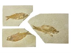 Three fossilised fish (Knightia alta) each in an individual matrix; age; Eocene period