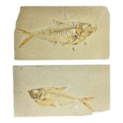 Two fossilised fish (Knightia alta) each in an individual matrix; age; Eocene period