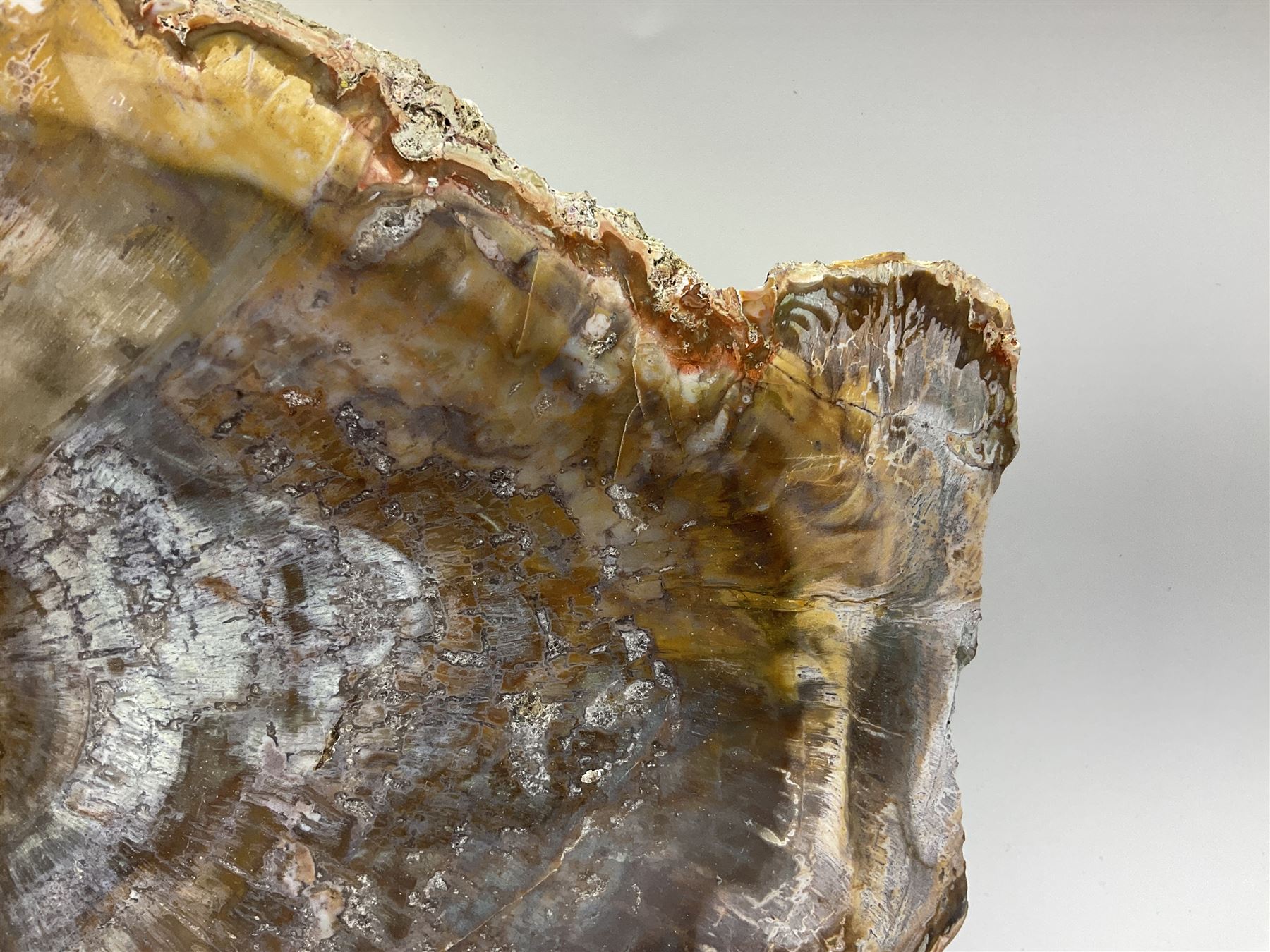 Polished petrified wood specimen - Image 4 of 15