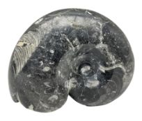 Polished Goniatite