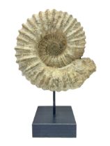 Large ammonite fossil