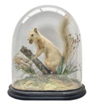 Taxidermy: Victorian cased Red Squirrel (Sciurus vulgaris)