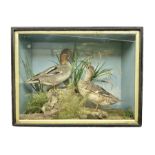 Taxidermy: Late Victorian cased pair of Eurasian Teal (Anas crecca)