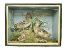 Taxidermy: Late Victorian cased pair of Eurasian Teal (Anas crecca)