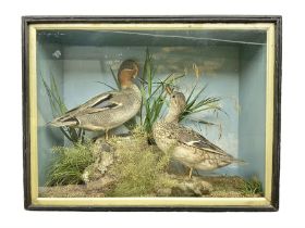 Taxidermy: Late Victorian cased pair of Eurasian Teal (Anas crecca)