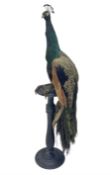 Taxidermy: Indian Peacock (Pavo cristatus)