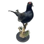 Taxidermy: Black Grouse (Lyrurus tetrix)