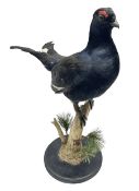 Taxidermy: Black Grouse (Lyrurus tetrix)