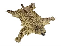 Taxidermy: Early 20th century Indian leopard (Panthera pardus fusca)
