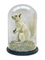 Taxidermy: Victorian albino Squirrel (Sciurus vulgaris)