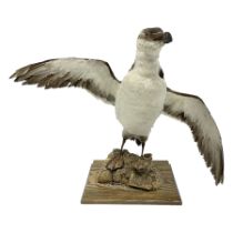 Taxidermy: Razorbills (Alca torda)