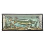 Taxidermy: Cased Northern Pike (Esox lucius)