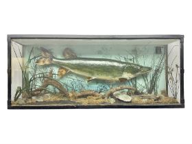 Taxidermy: Cased Northern Pike (Esox lucius)