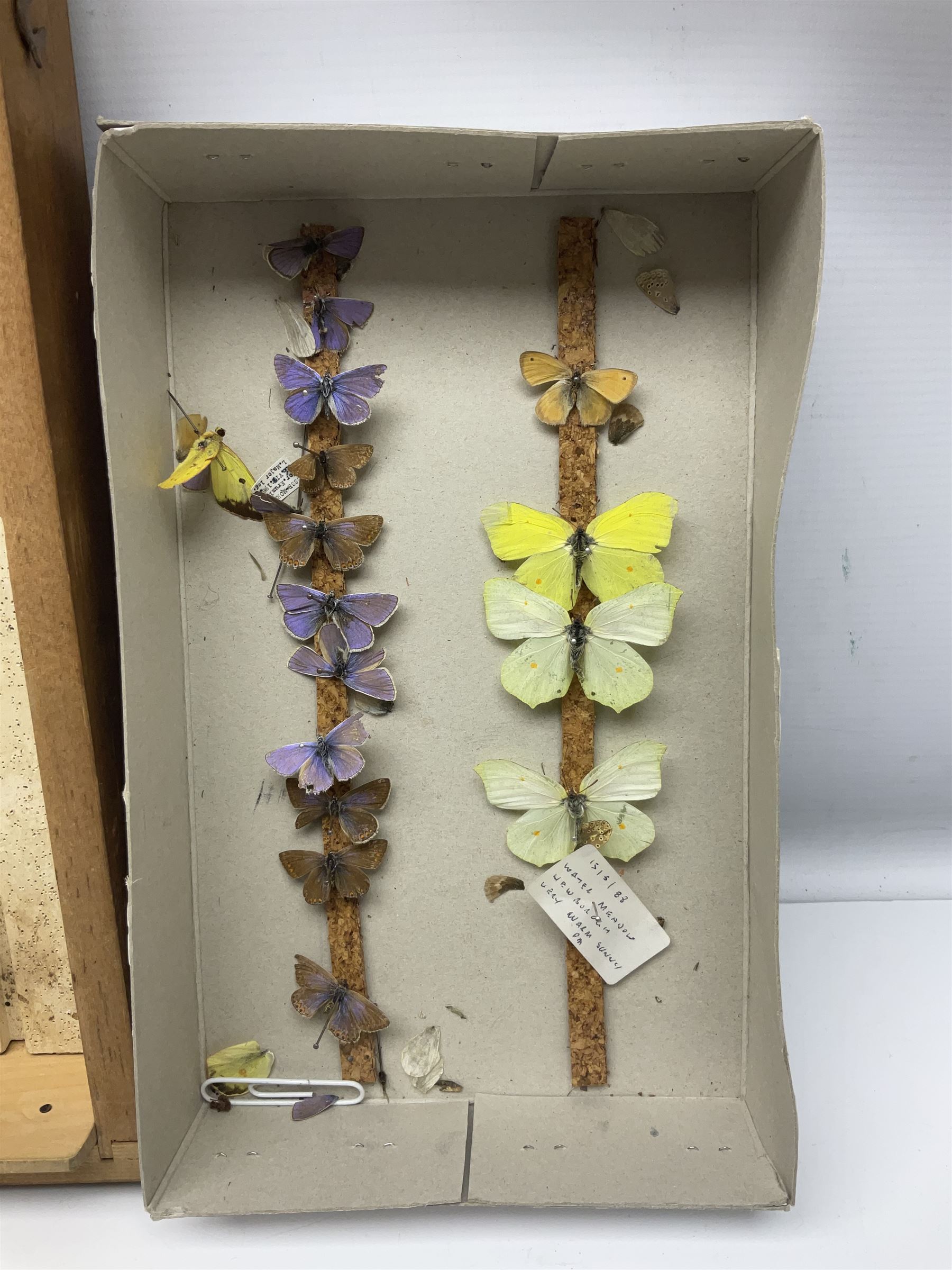 Entomology; large collection of pinned butterflies and moths - Image 12 of 12