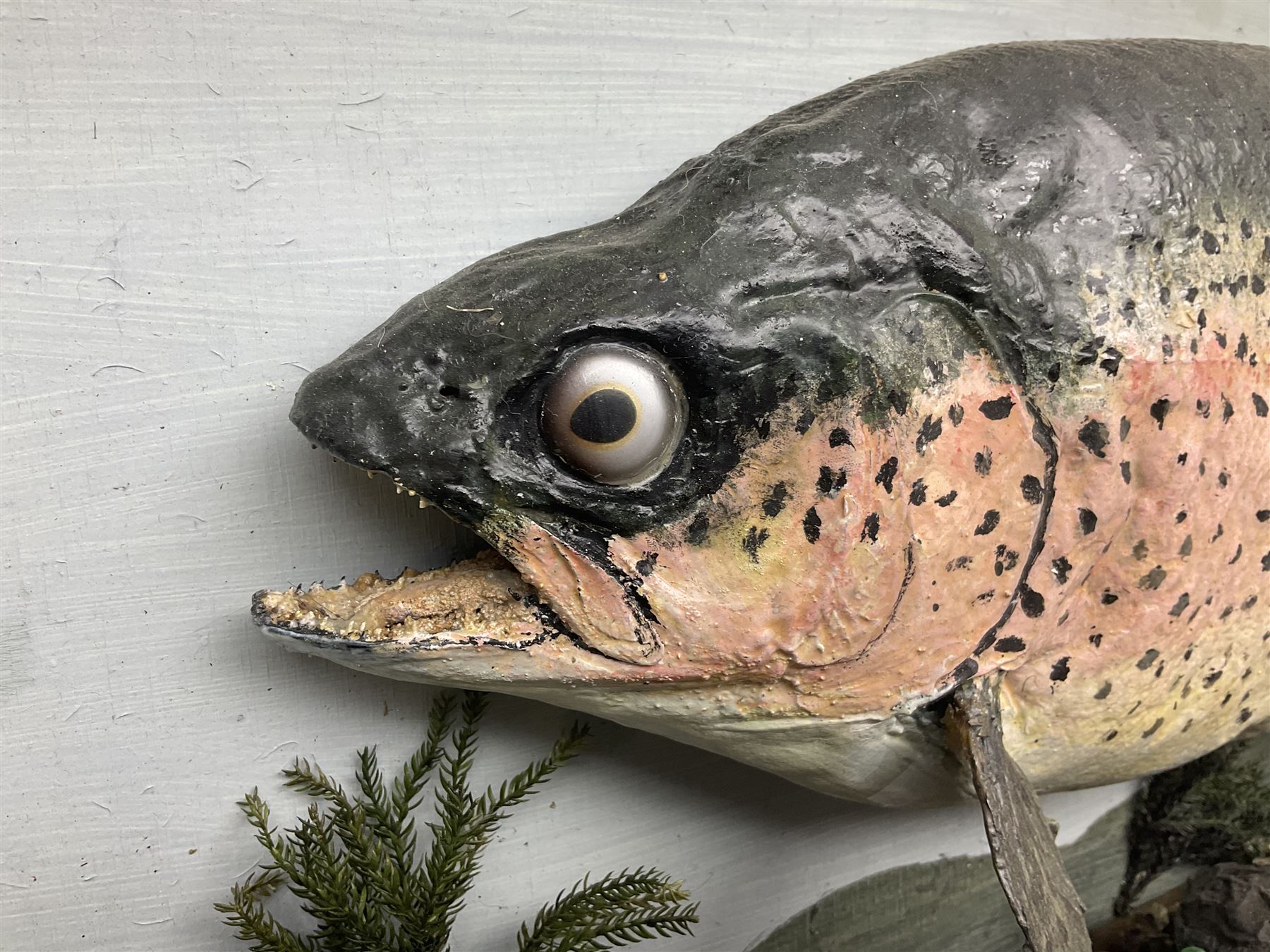 Taxidermy: Rainbow trout (Oncorchynchus mykiss) - Image 2 of 7