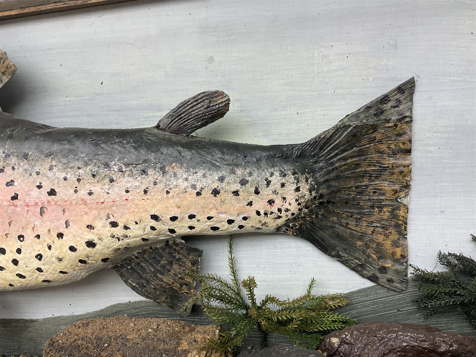 Taxidermy: Rainbow trout (Oncorchynchus mykiss) - Image 6 of 7