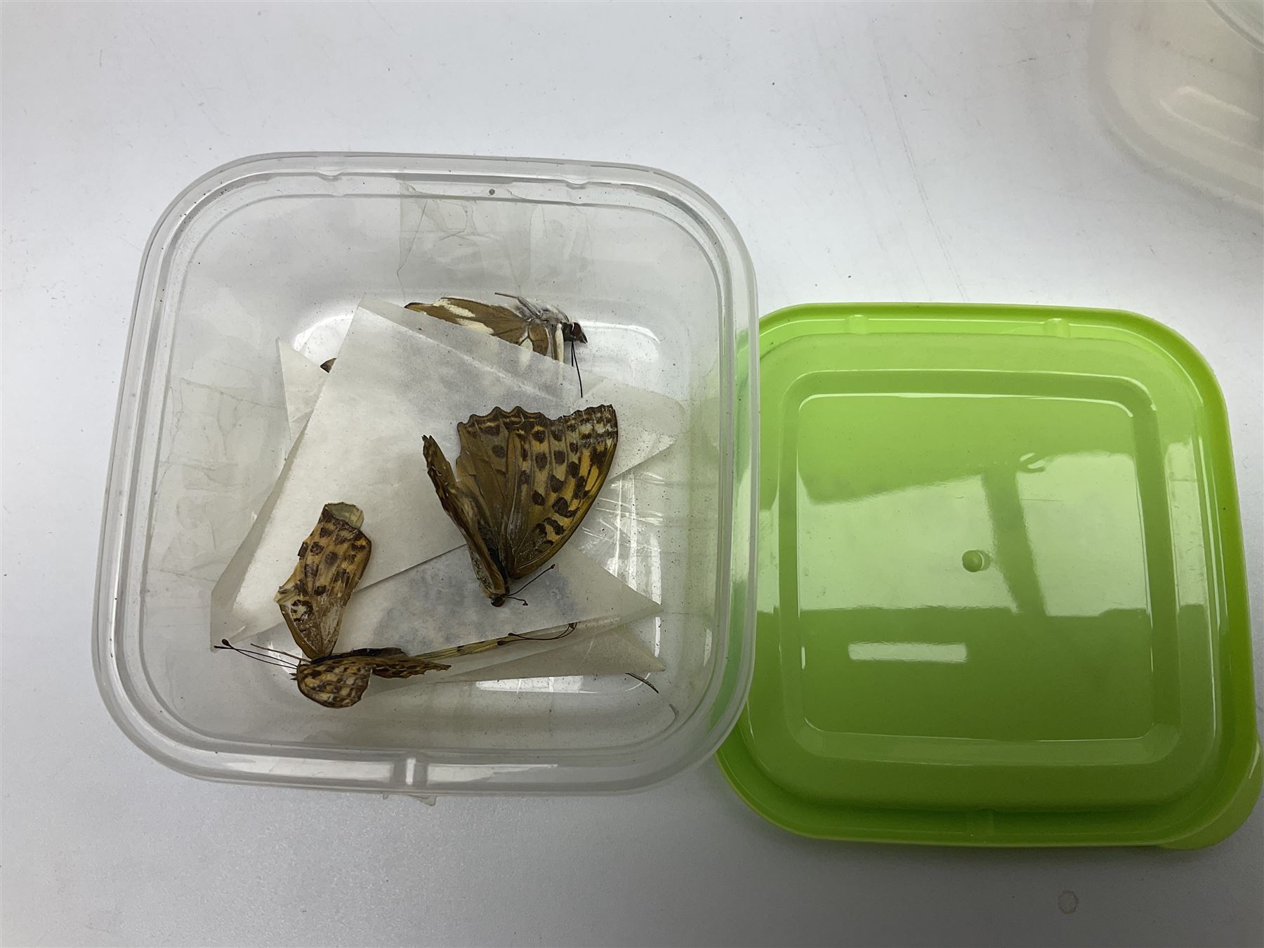 Entomology; large collection of pinned butterflies and moths - Image 9 of 12